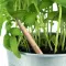 Matita sprout in legno con seme - Anteprima 27