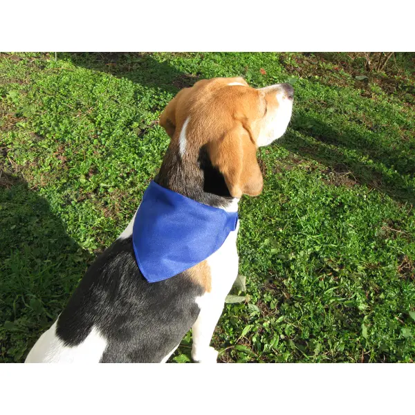 Collare per cane REX - Immagine 5