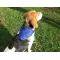 Collare per cane REX - Anteprima 5