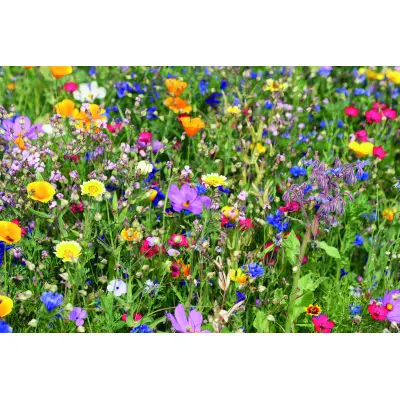 Disco con mix di semi di fiori - FLOMIX - Immagine 3