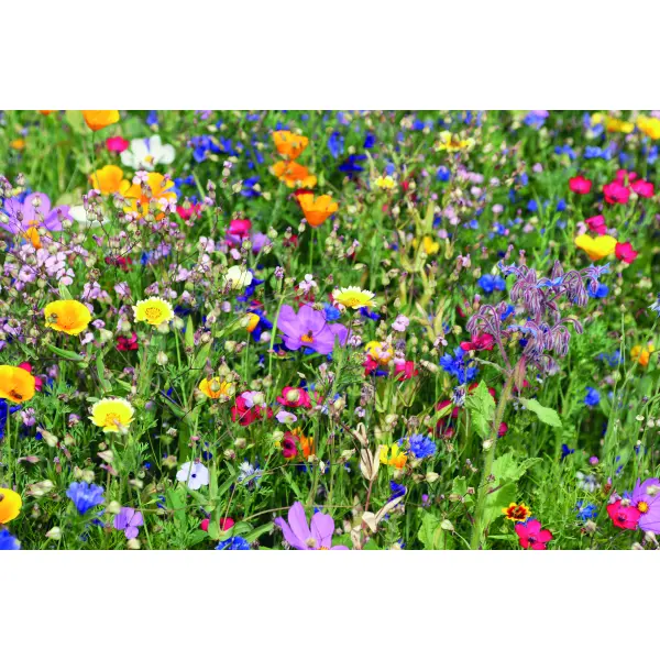 Disco con mix di semi di fiori - FLOMIX - Immagine 3