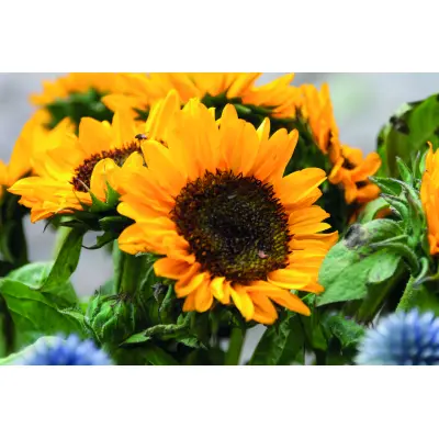 Semi di girasole in busta kraft - GIRASOL - Immagine 5