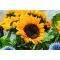 Semi di girasole in busta kraft - GIRASOL - Anteprima 5