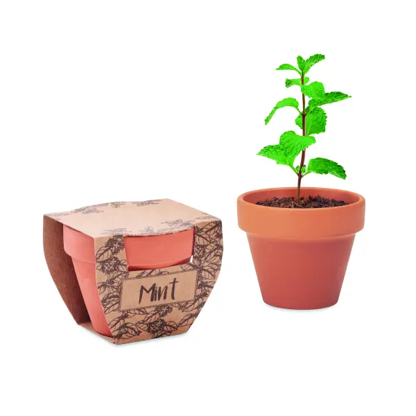Semi di menta in vaso - MINT POT - Immagine 1