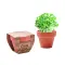 Semi di crescione in vaso - CRESS POT - Anteprima 1