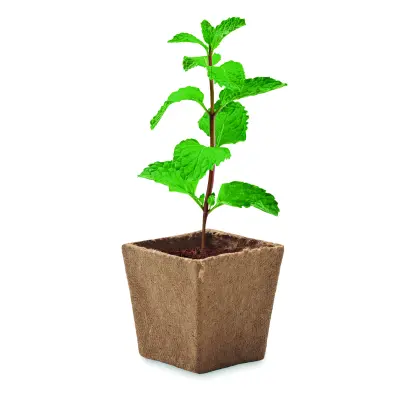Kit per la coltivazione di semi - MINT KIT - Immagine 4