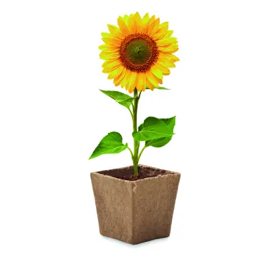 Kit per la coltivazione di semi - SUNFLOWER KIT - Immagine 4