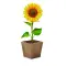 Kit per la coltivazione di semi - SUNFLOWER KIT - Anteprima 4