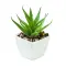 Mini pianta ARTILOE 59 cm promozionale - Anteprima 1