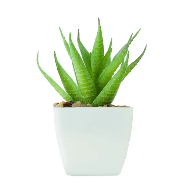 Mini pianta ARTILOE 59 cm promozionale - Immagine 2