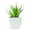 Mini pianta ARTILOE 59 cm promozionale - Anteprima 2