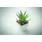 Mini pianta ARTILOE 59 cm promozionale - Anteprima 4