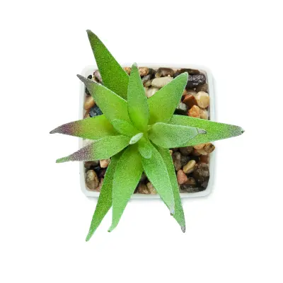 Mini pianta ARTILOE 59 cm promozionale - Immagine 3
