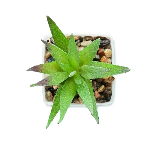 Mini pianta ARTILOE 59 cm promozionale - Immagine 3