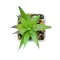 Mini pianta ARTILOE 59 cm promozionale - Anteprima 3