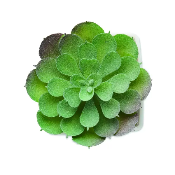 Mini pianta artificiale ARTIECHE in PP 37,5 cm - Immagine 3