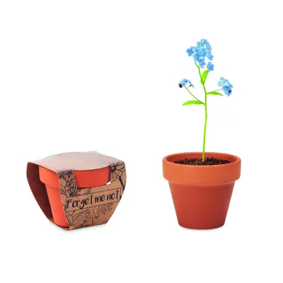 Semi di non ti scordar di me - FORGET ME NOT