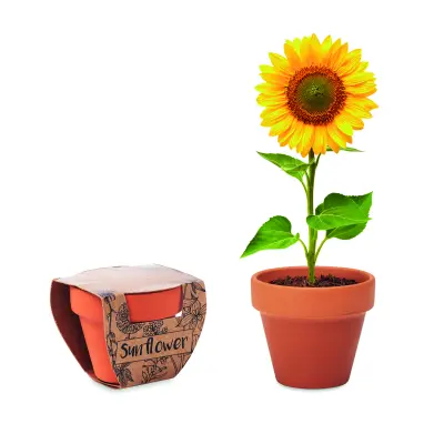Semi di girasole - SUNFLOWER