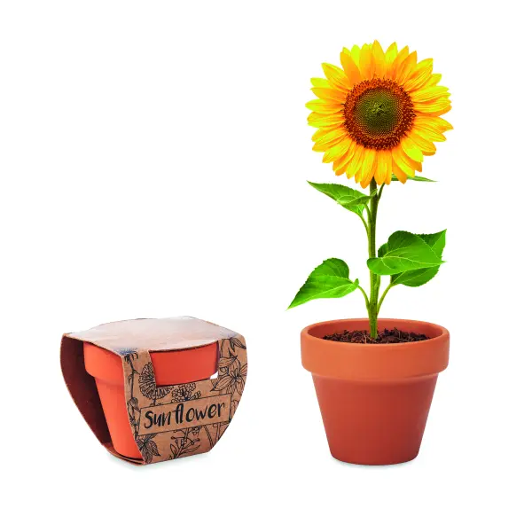 Semi di girasole - SUNFLOWER - Immagine 1