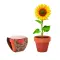Semi di girasole - SUNFLOWER - Anteprima 1