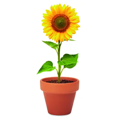Semi di girasole - SUNFLOWER - Immagine 3