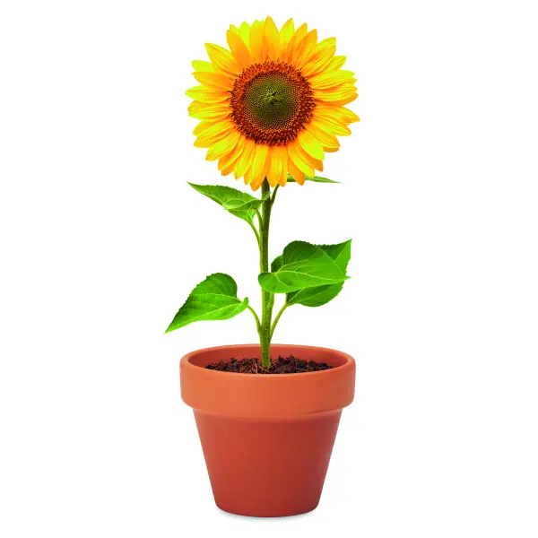 Semi di girasole - SUNFLOWER - Immagine 3