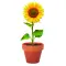 Semi di girasole - SUNFLOWER - Anteprima 3