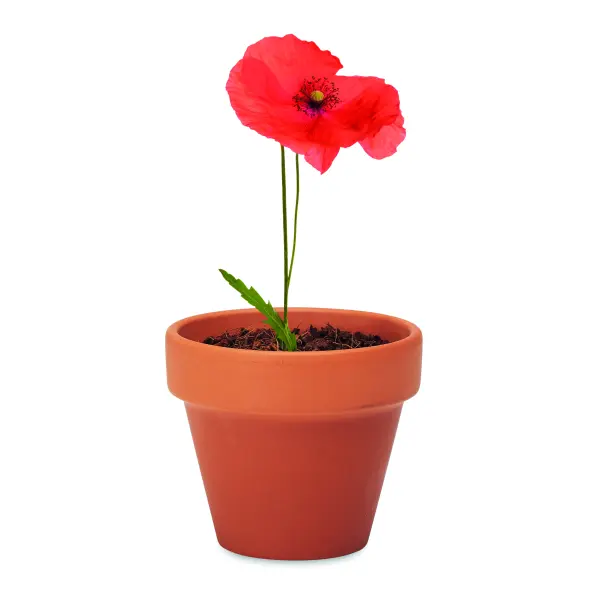 Semi di papavero - RED POPPY - Immagine 3
