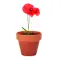 Semi di papavero - RED POPPY - Anteprima 3