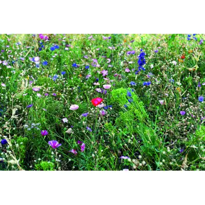 Semi misti di fiori in busta - SEEDLOPEBEE - Immagine 3