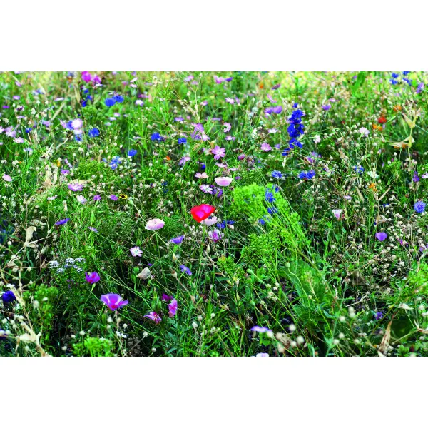 Semi misti di fiori in busta - SEEDLOPEBEE - Immagine 3
