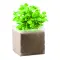 Semi di basilico - BASIL - Anteprima 1