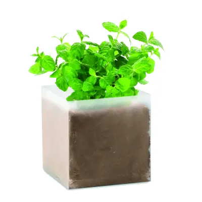 Semi di menta - MINT