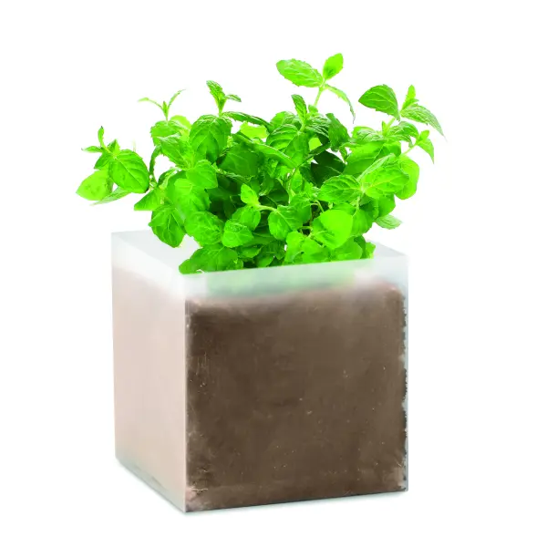 Semi di menta - MINT - Immagine 1