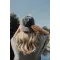 Cappellino 6 pannelli BEAU in twill cotone AWARE™ 270 - Anteprima 11