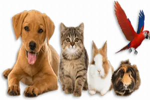 Articoli per Animali Domestici